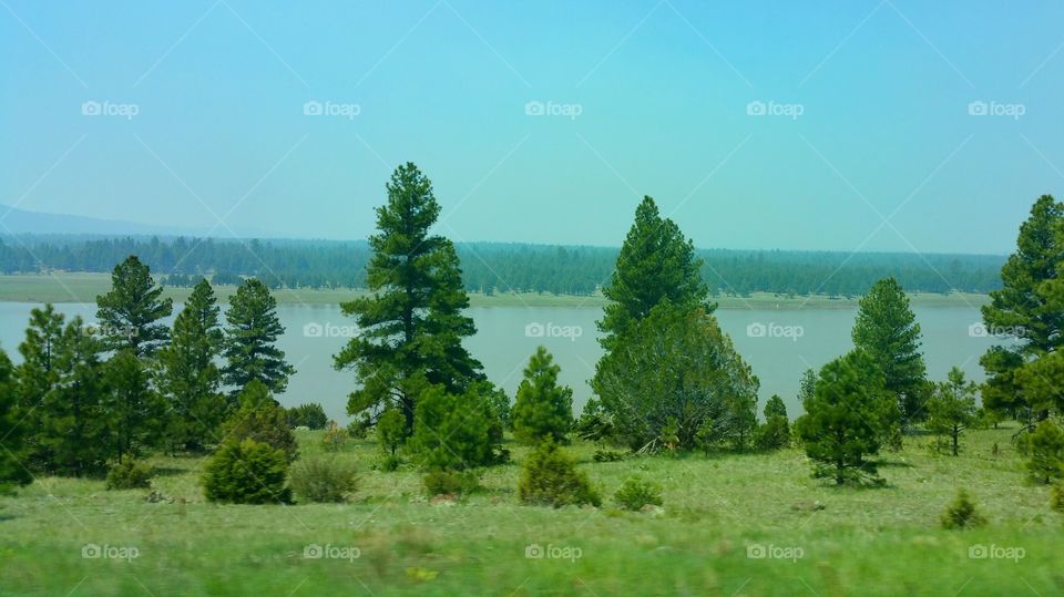 Lake Mary Trees