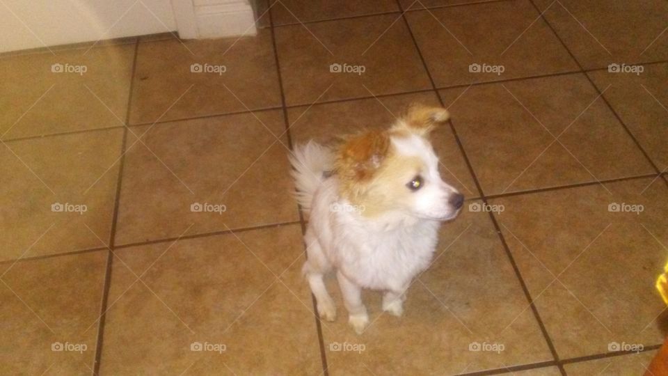 Domestic, Floor, Dog, Mammal, Indoors