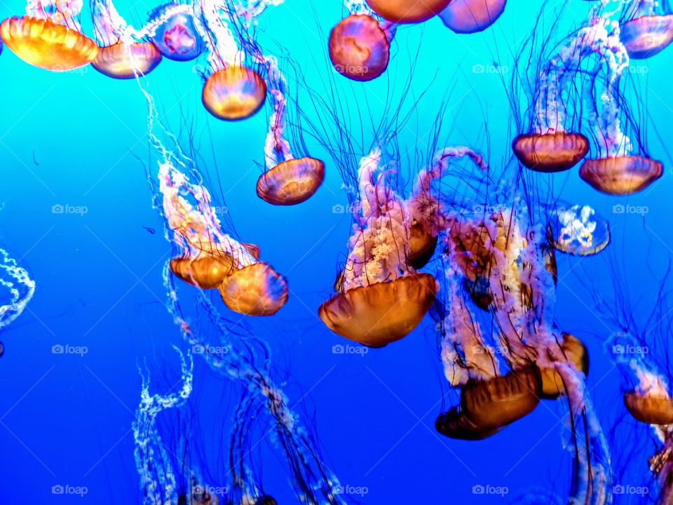 Underwater, Jellyfish, Fish, Aquarium, Marine