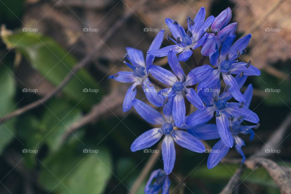 a beautiful blue flower, announcing that spring is here