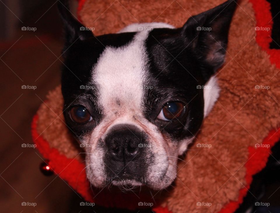 My Boston terrier with an elasticized brown and red elf collar with bells. The pup is now looking annoyed but still so cute! Don’t worry, I didn’t make her wear it long!