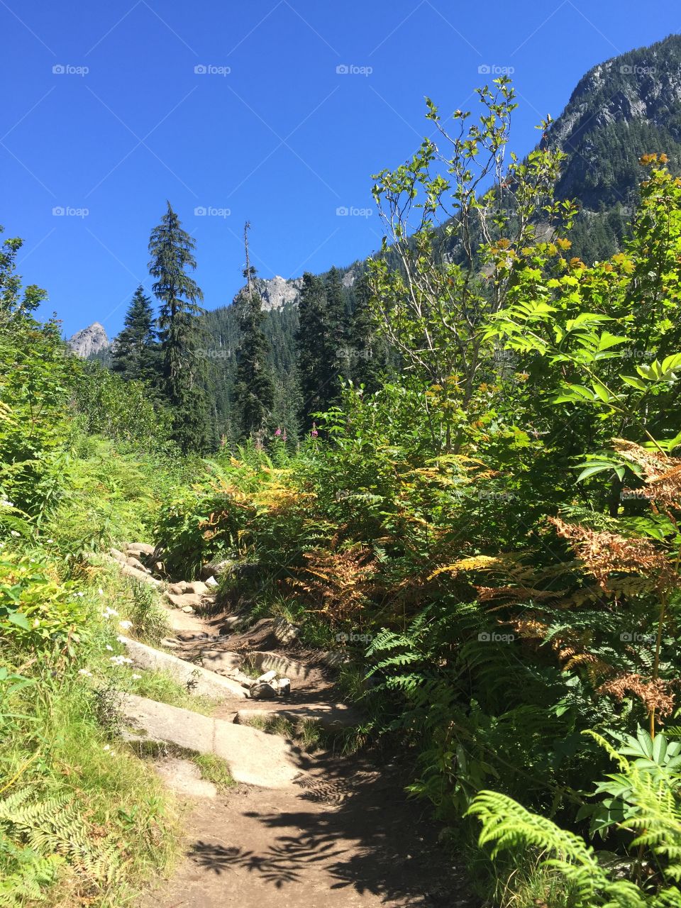 Hiking trail in the Alpine Wilderness 