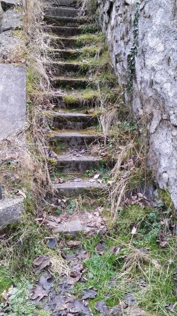 overgrown stone stairs