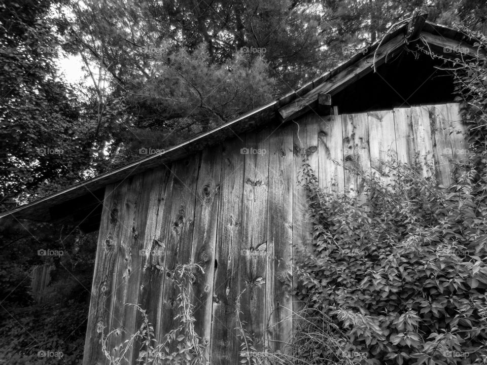 old barn, b/w