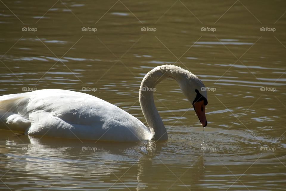 swans on the lake