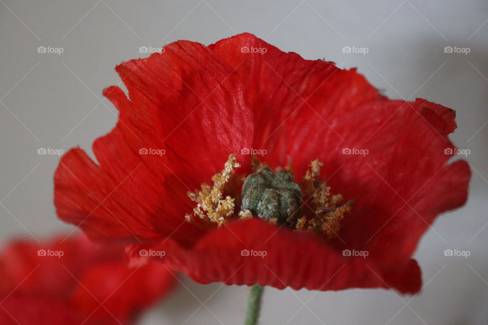 Picture of a red flower