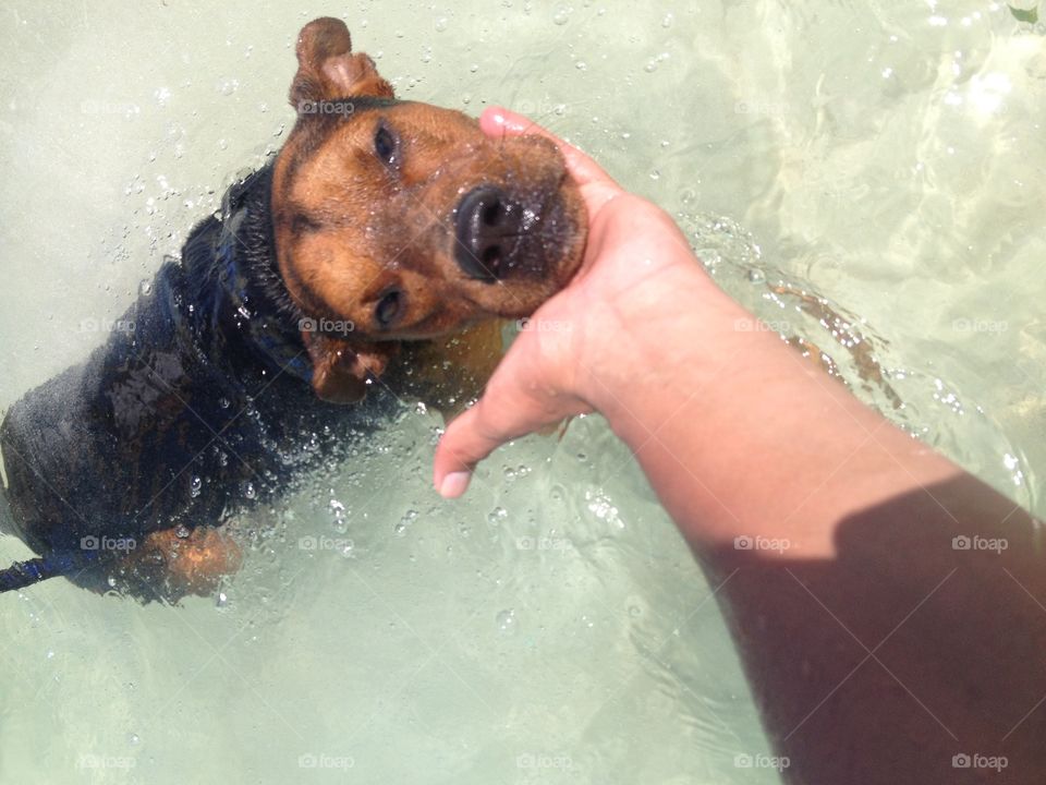 Dog swimming 