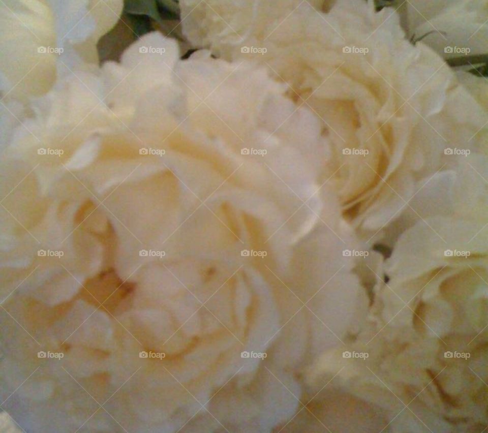 Close up of roses