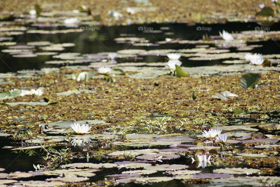 Lily pads at Granny’s Dam 