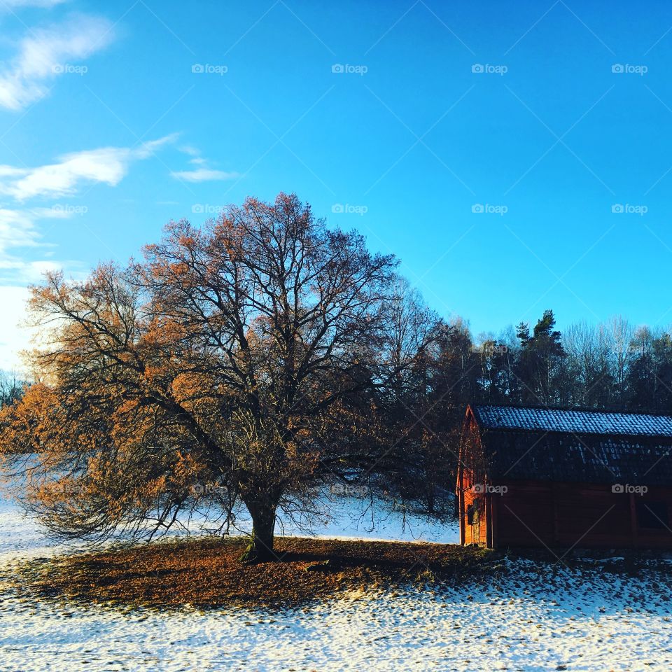 Big oak and red barn in snowy landscape 