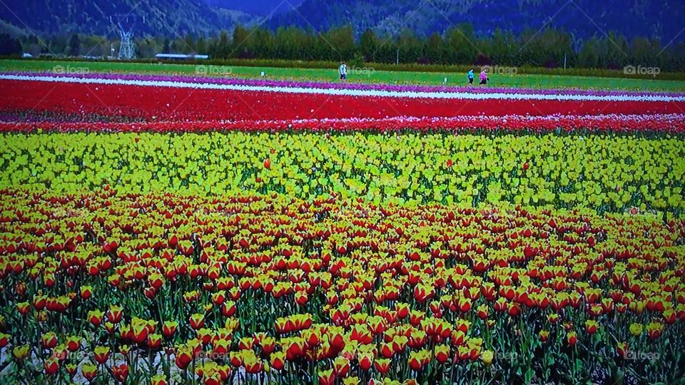 Flower, Field, Tulip, No Person, Agriculture