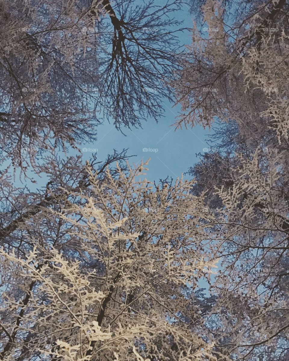 Looking up at snow frosted trees