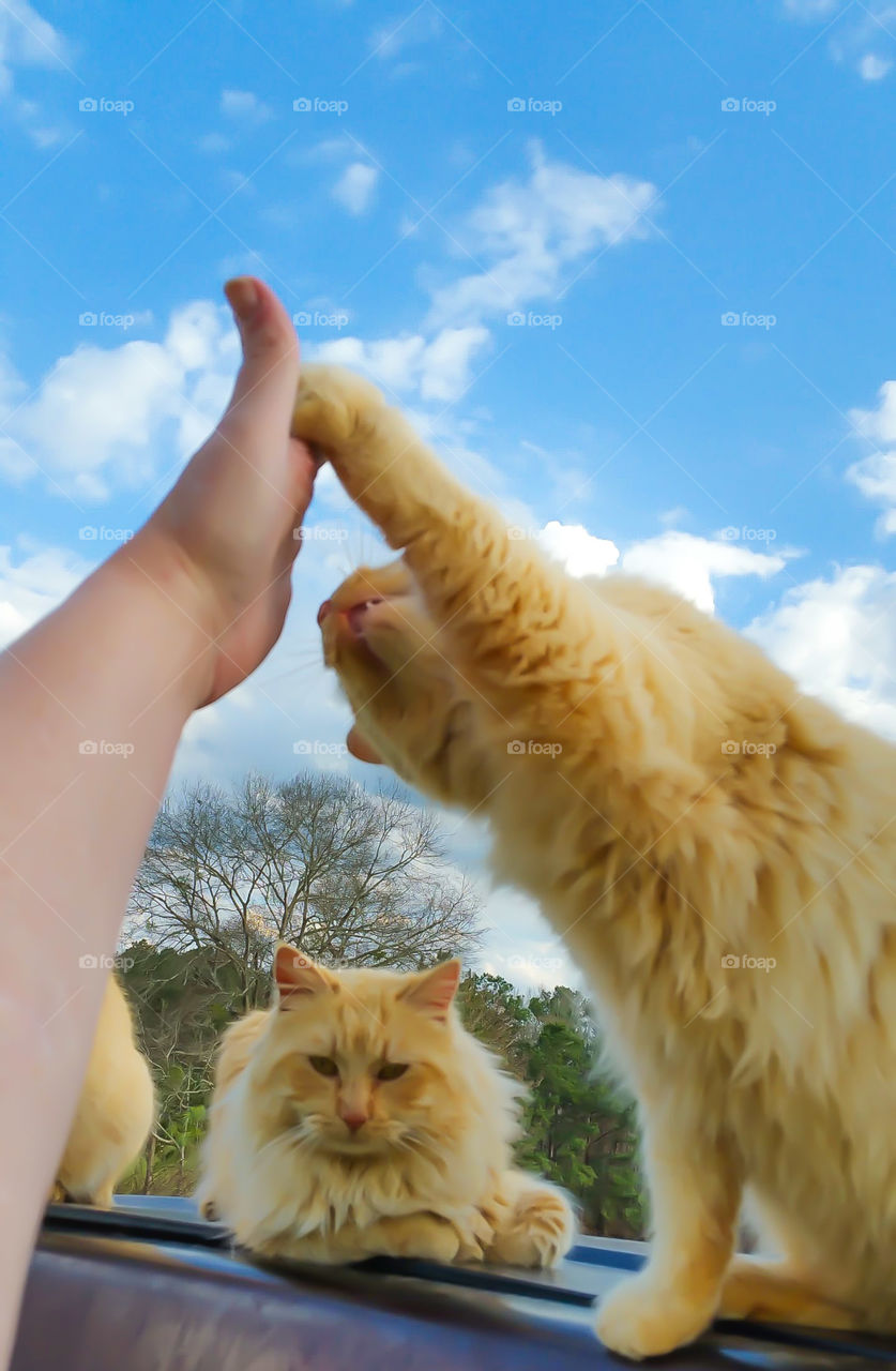 hand and cat paw holding hands