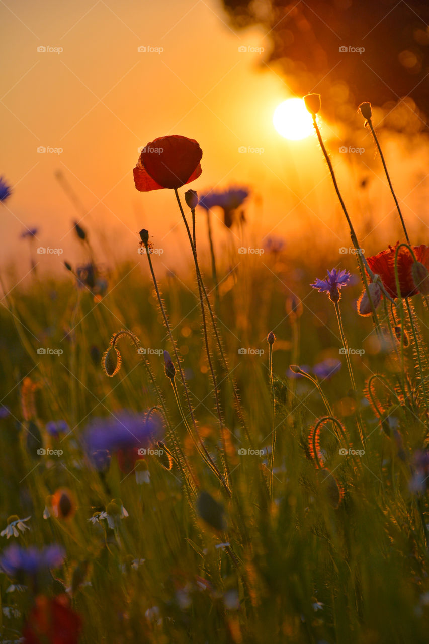 Poppy flowers blooming in field at sunset