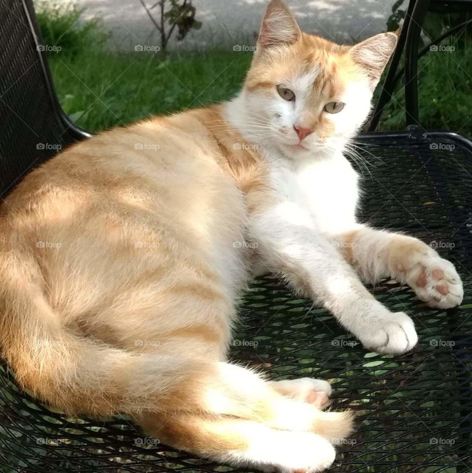 cat in the sunlight