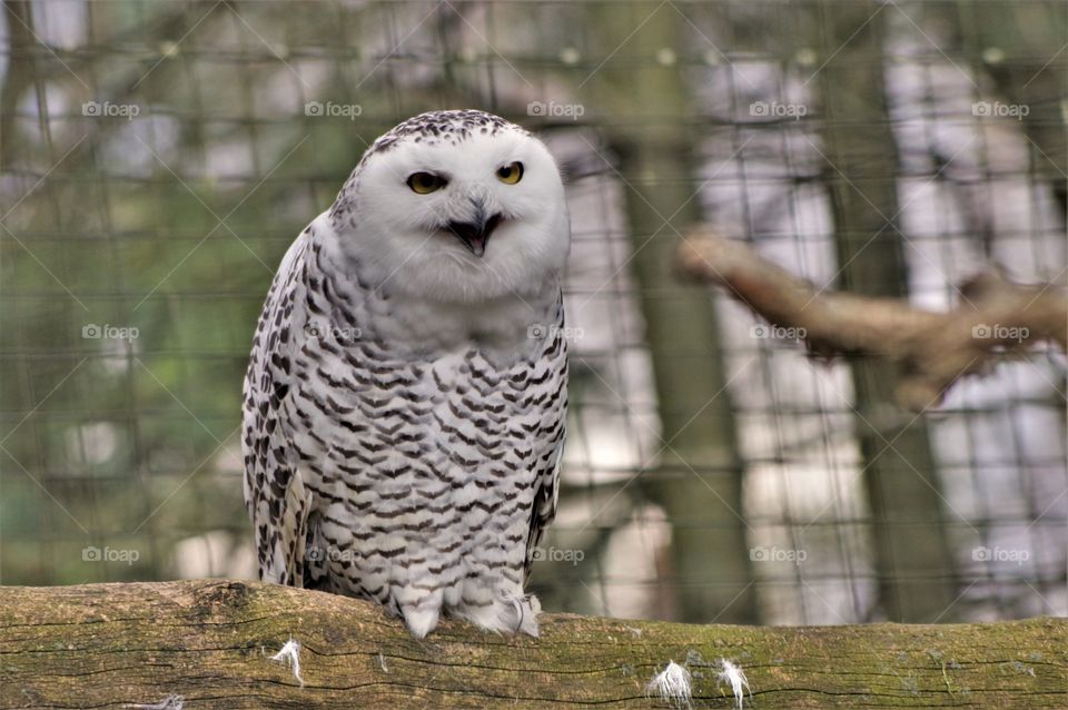 Snowy Owl 