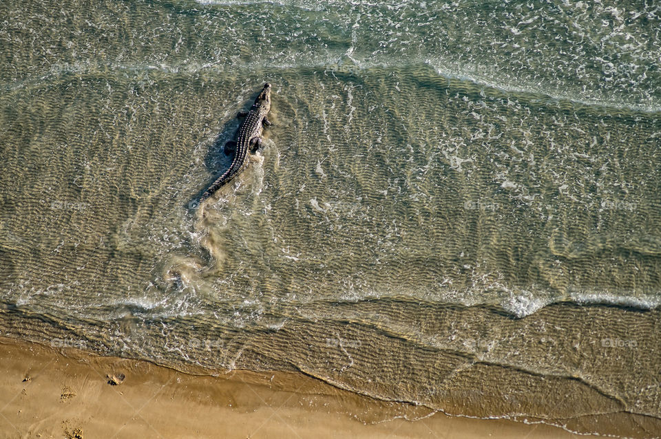 Aerial view on wild crocodile in the ocean