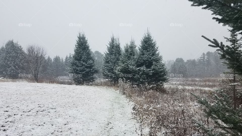 Snow, Tree, Winter, Landscape, No Person