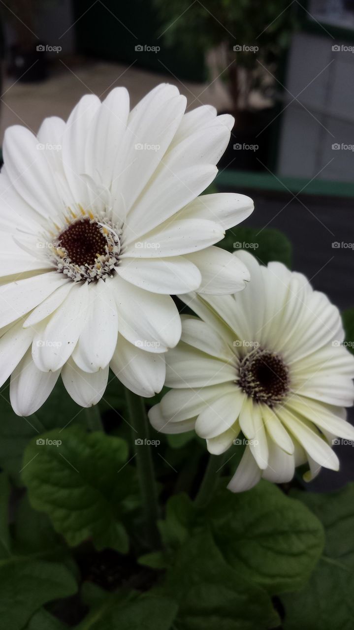 White gabera daisy