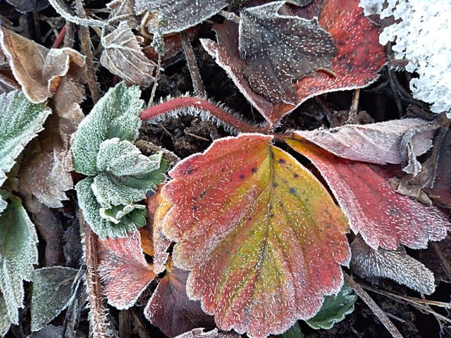 dead leafs