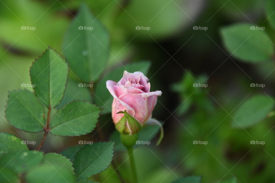 tiny pink rose