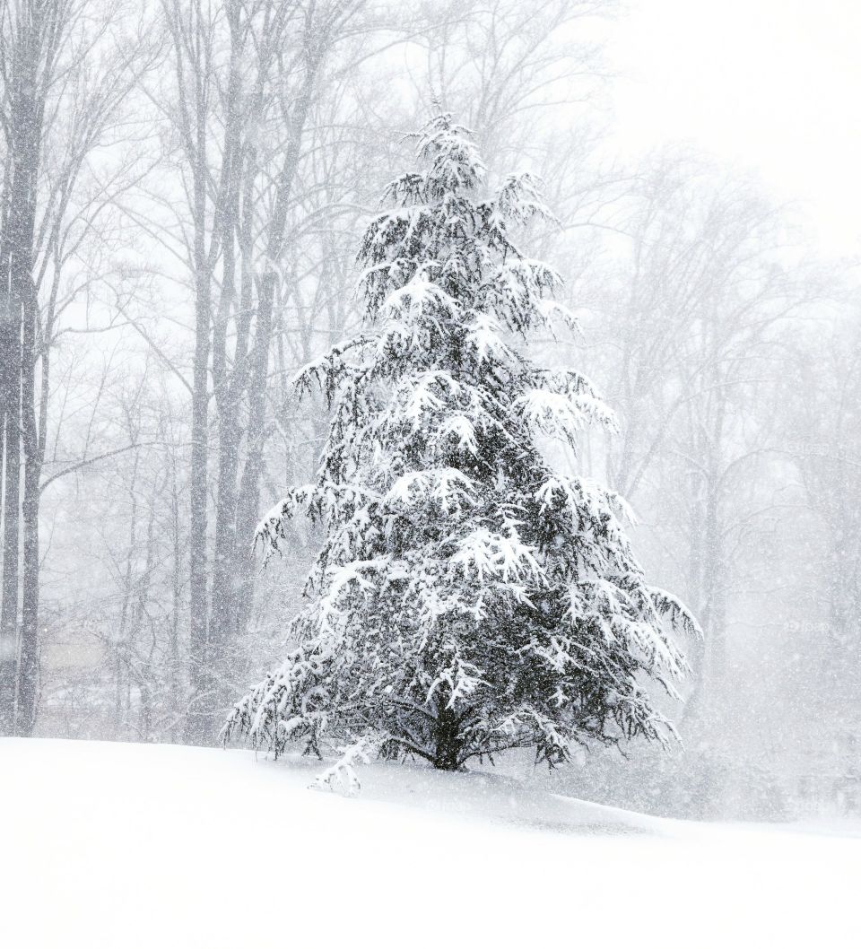 Snowy Pine Tree