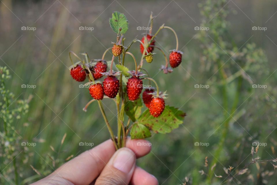 wild strawberries on a branch in the hand outdoor, love summer