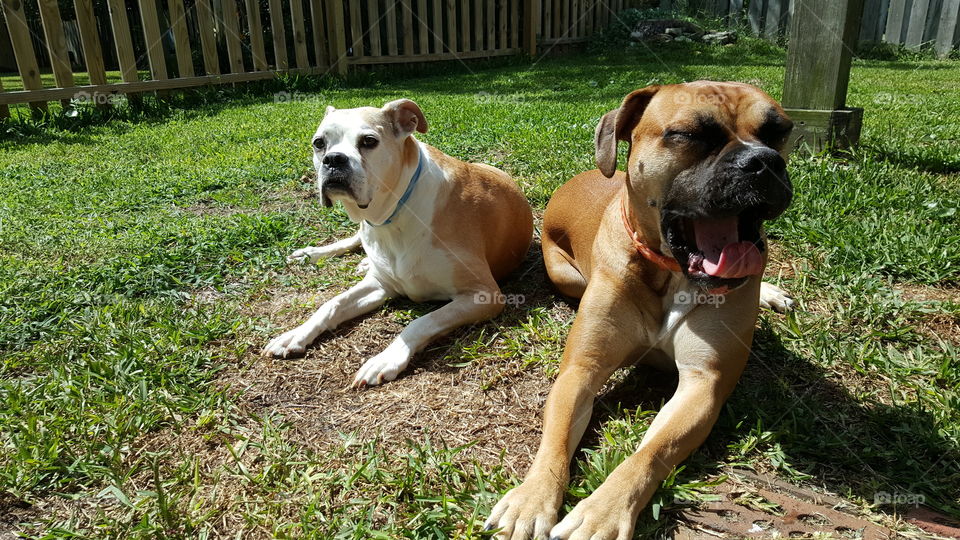 Happy Puppies. Just my adorable Boxer relaxing in the North Carolina sun.