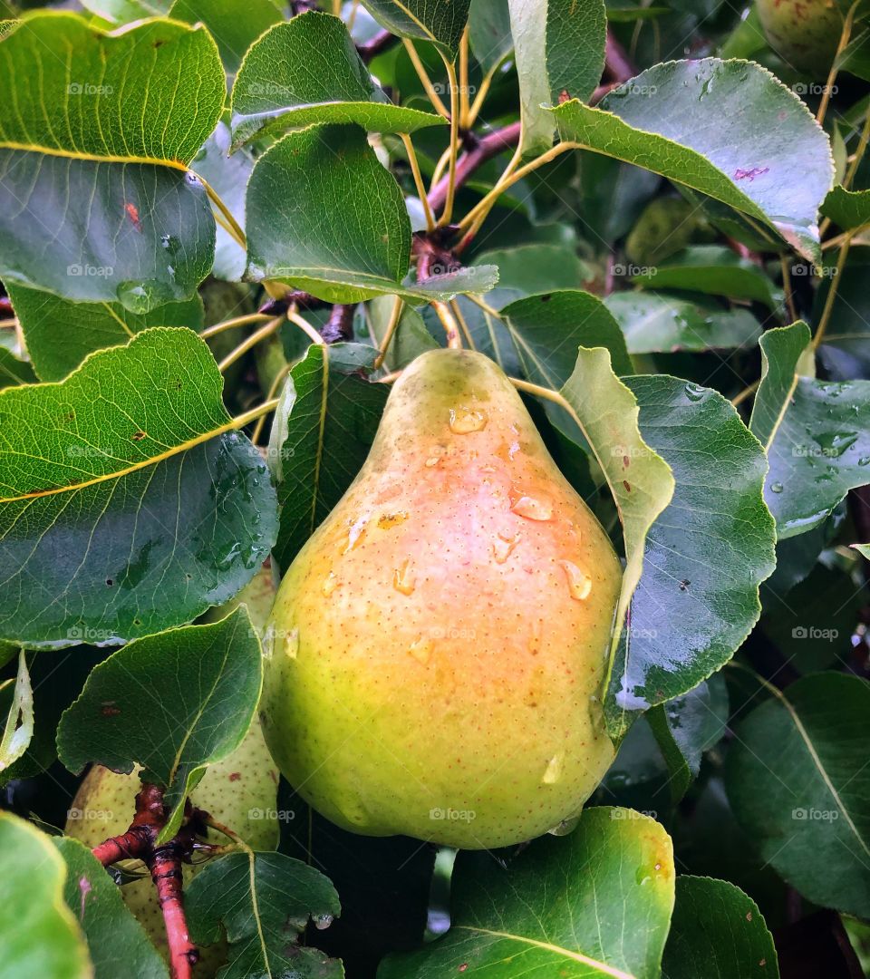 Сочная груша. Фрукты 