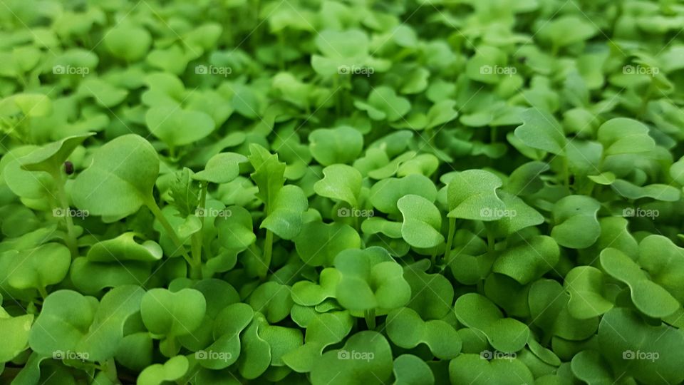 mustard microgreens