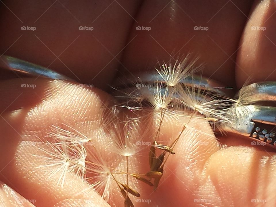 Handful of Wishes