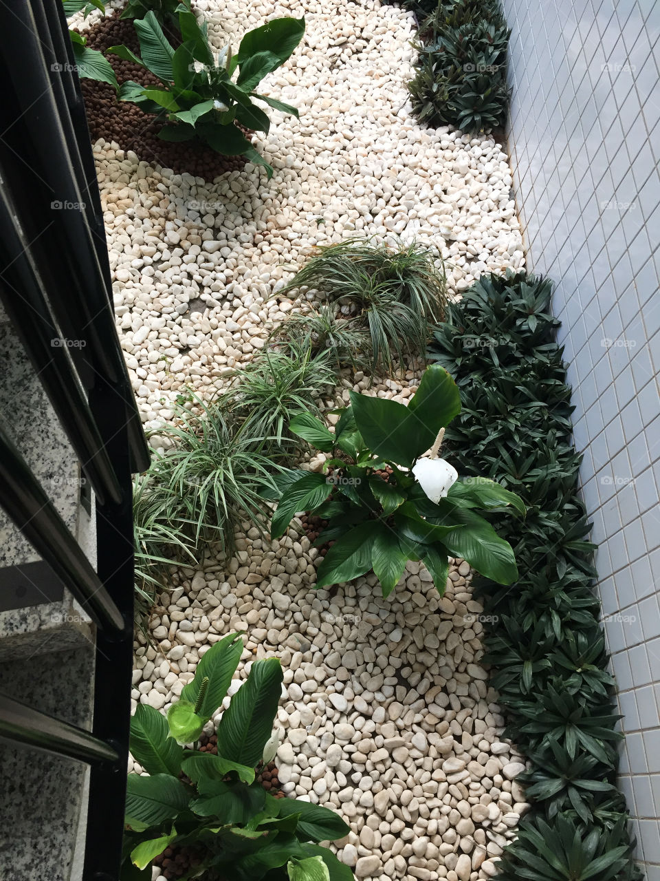 Inner garden withe pebble stones, Peace Lily and Chlorophyll 