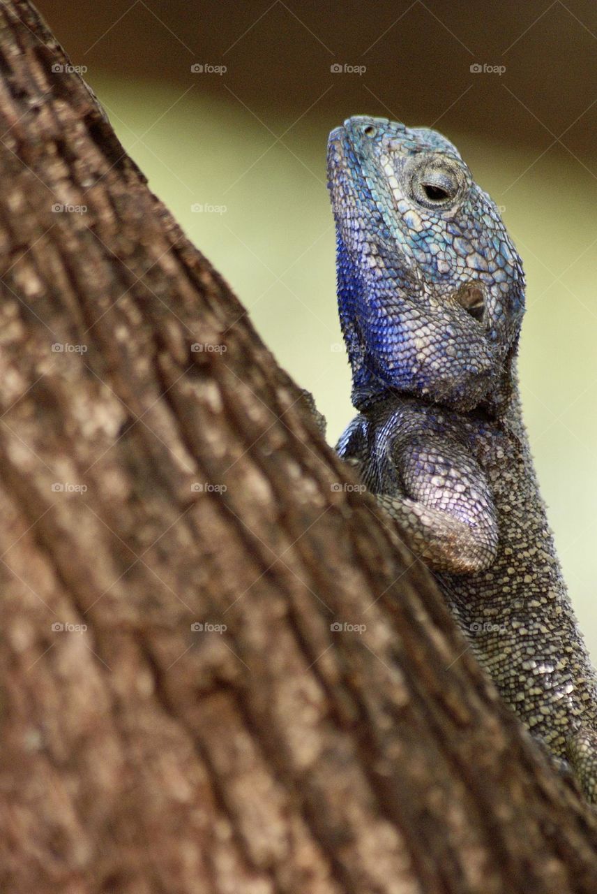 A blue headed agama atra 