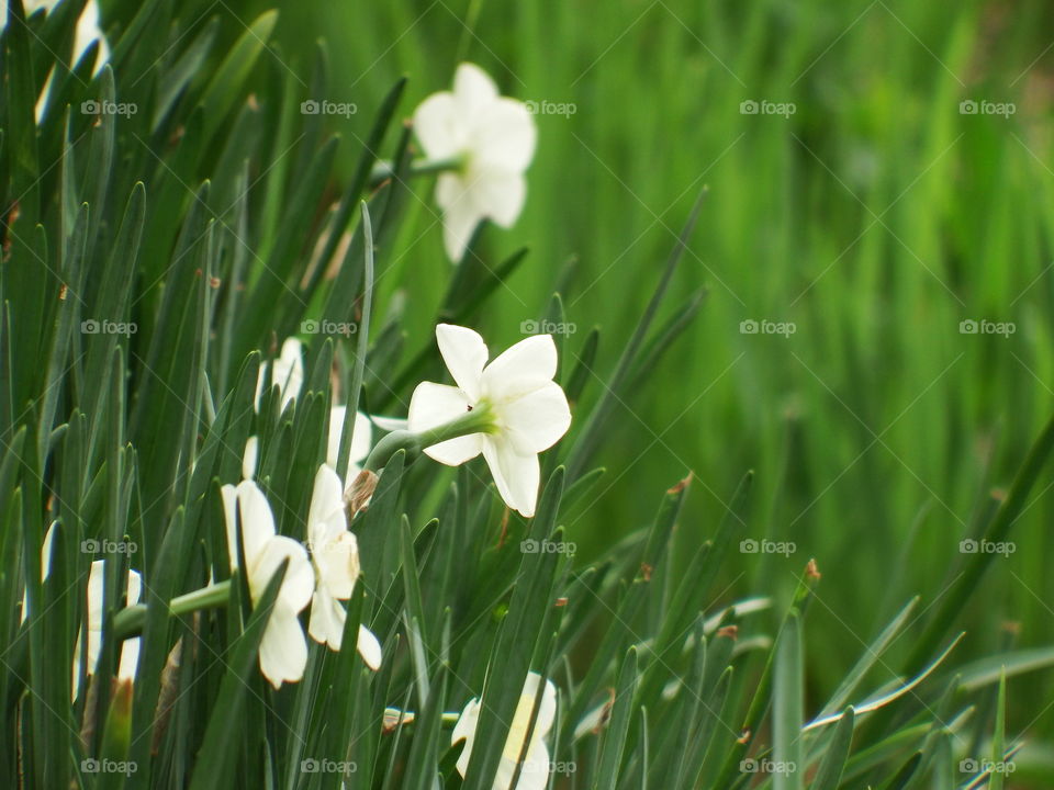 White daffodil in the grass
