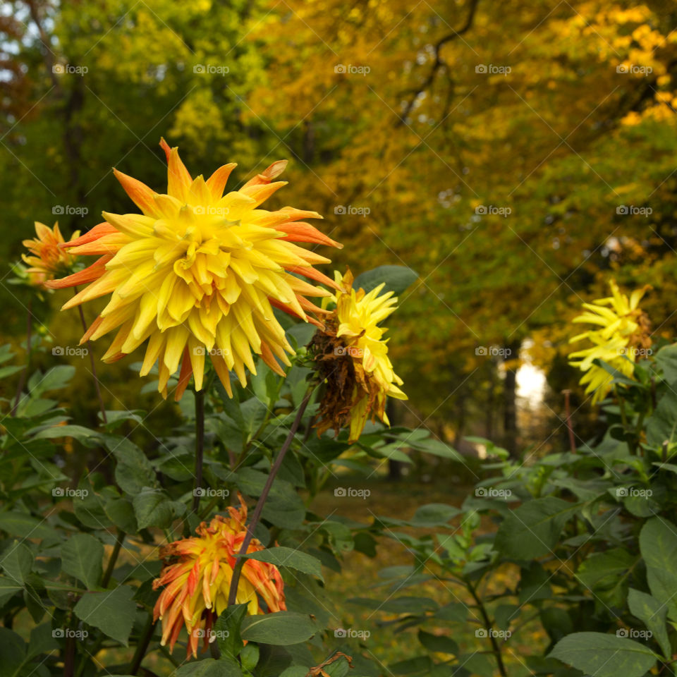 chrysanthemum