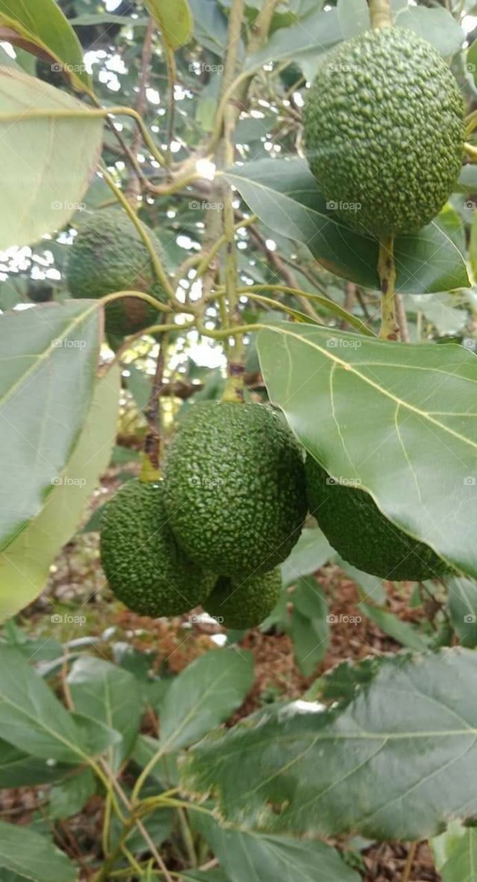 Kenya hass avocado