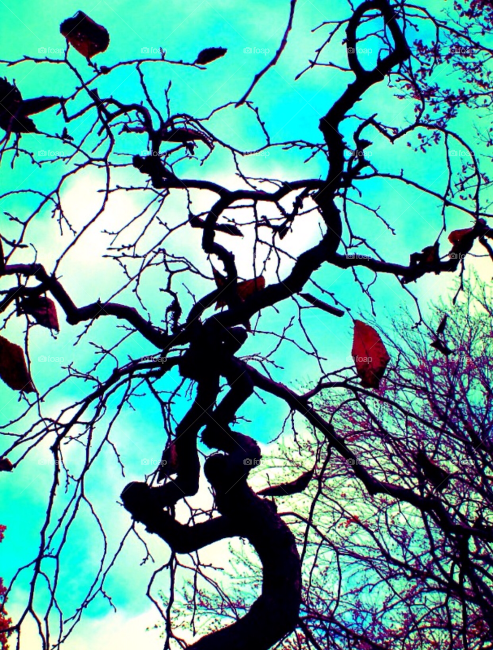 sky tree clouds fall by merethe