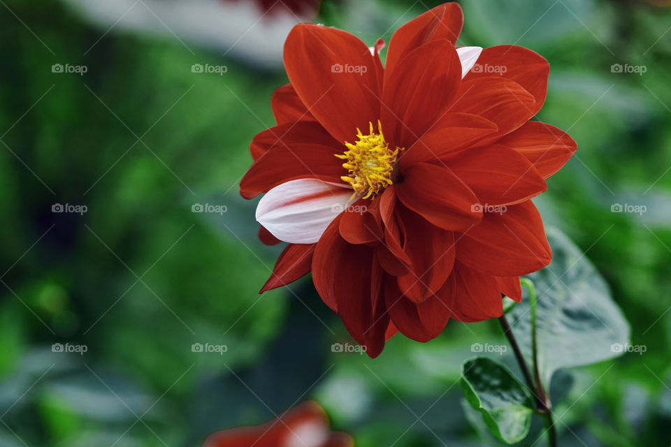 Native flowering dahlia