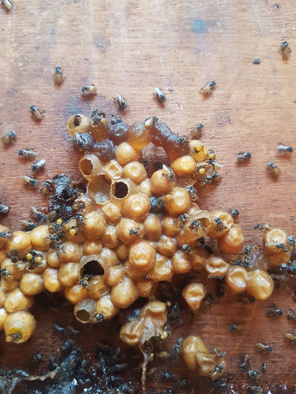 close up of stinglest bee hive with eggs