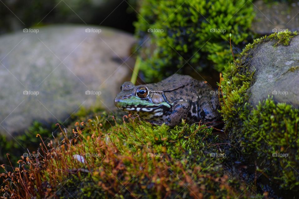 Frog in the moss