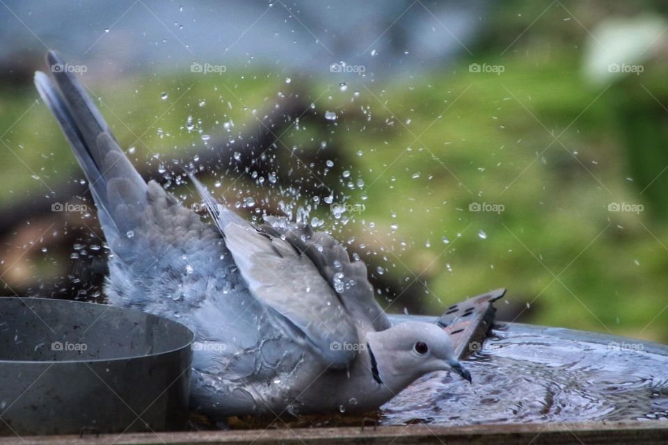 A wood pigeon bathes in the splashing water of a puddle 