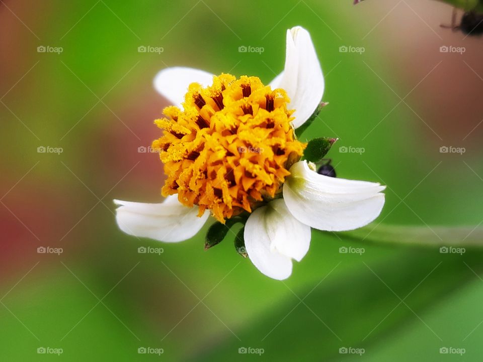 a little beauty in wild