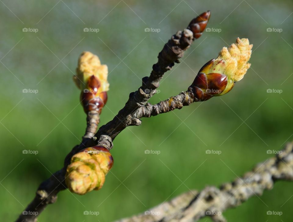 Spring time, buds on a branch