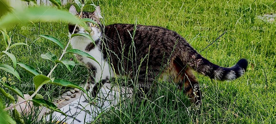 This is „Linda“ recognizable by her longer fluffy fur out for a stroll in the garden of the beautiful house in „Bavaria“, Germany where she lives with her brother „Roukey“ and two humans who care for them. 2023. Hypnotic Productions