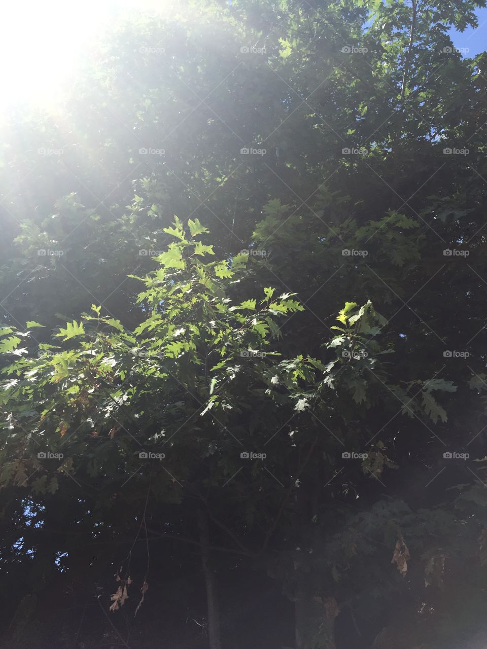 Sun shining on tree