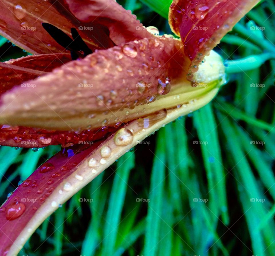 Flower. I'm allergic to these but they look nice! 