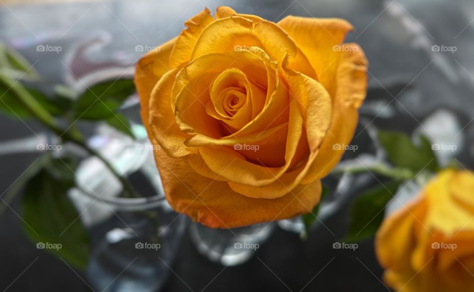 Macro shot of Yellow Rose flower 