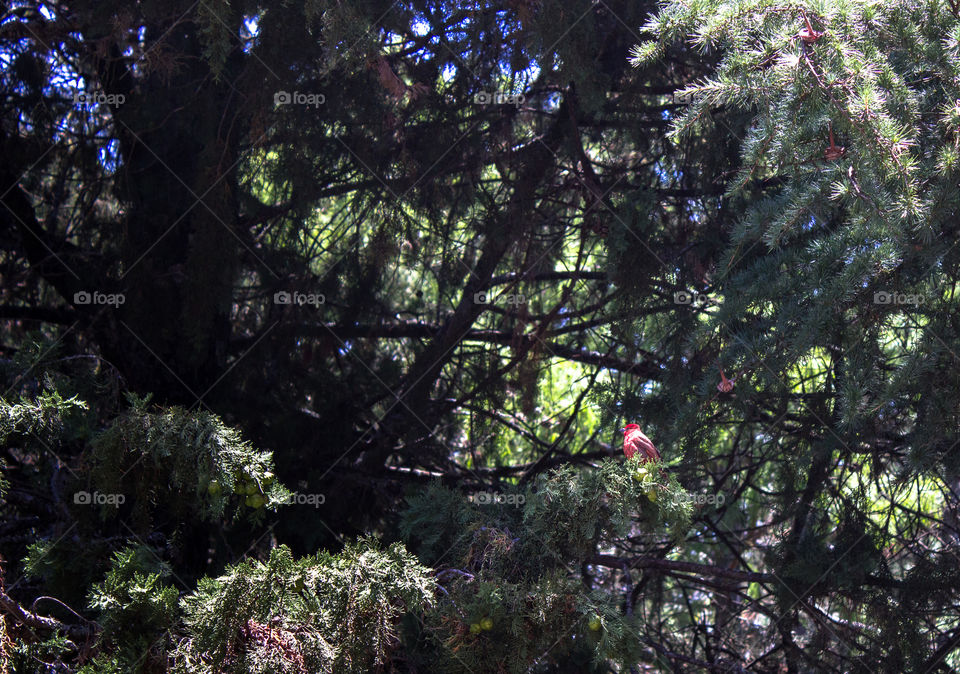 wild red bird in The forest