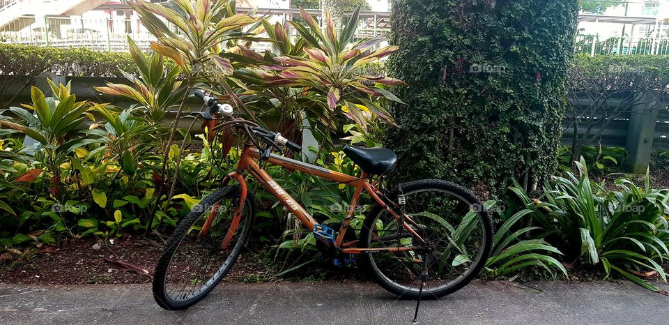 single bicycle Infront of colourful plants