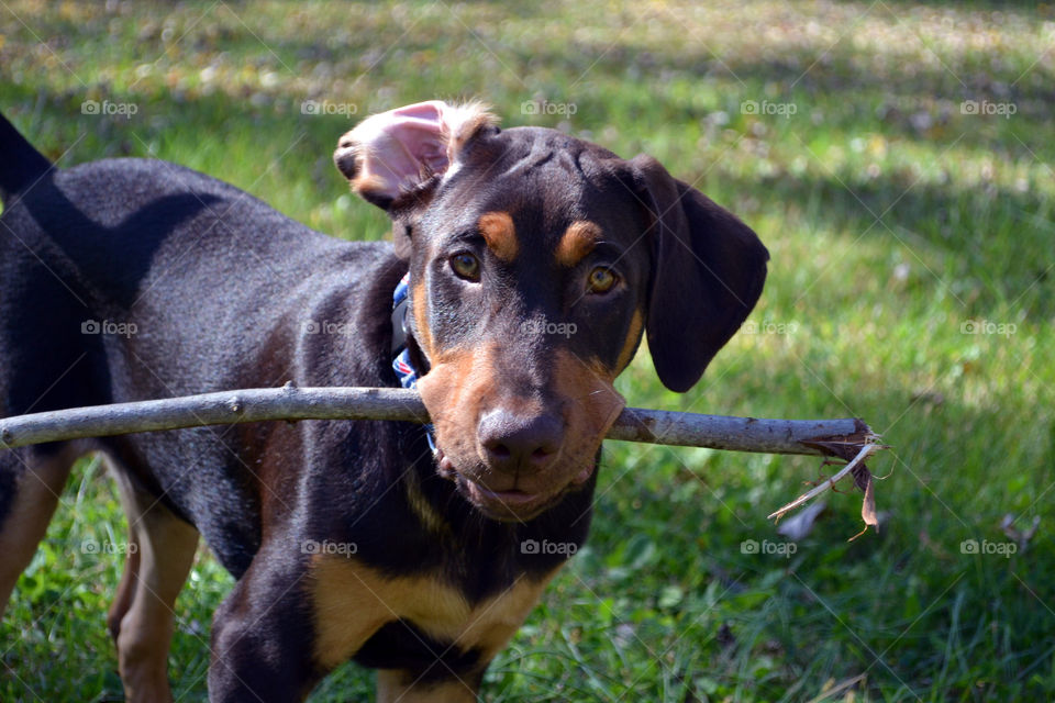 Ryker dog with stick